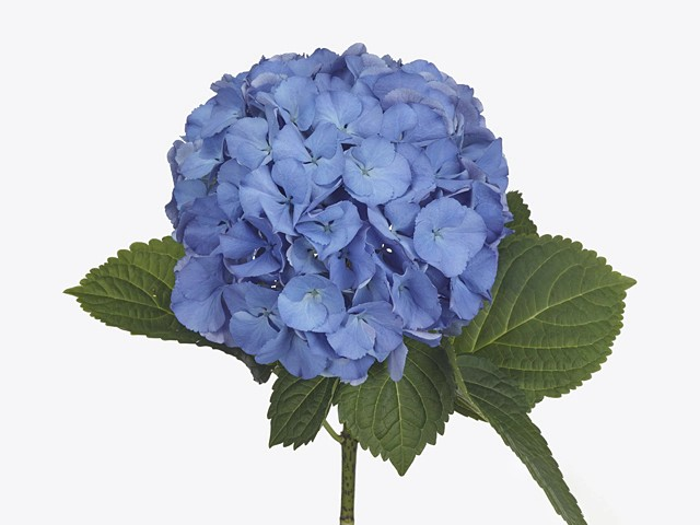 Hydrangea 'Delf Blue'