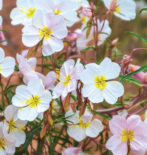 Oenothera - Pale Evening Primrose