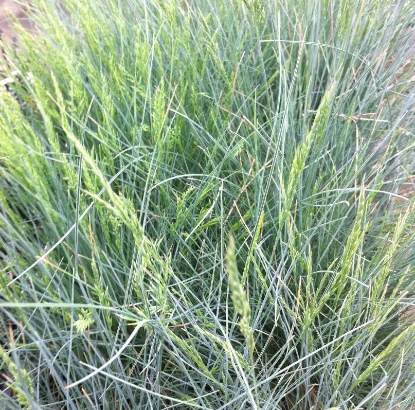 Festuca glauca 'Pepindale Blue