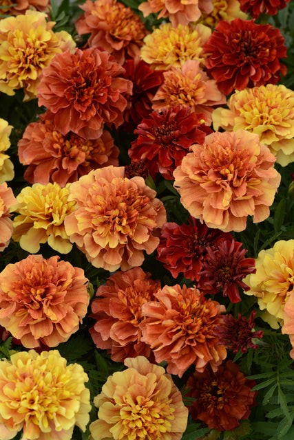 Marigolds - Strawberry Blonde