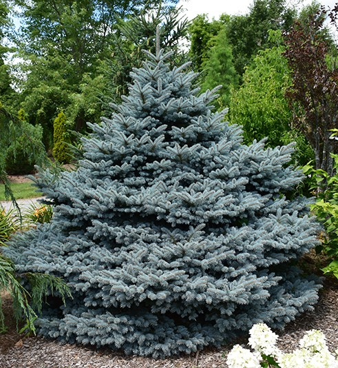 Picea  pungens glauca 'Montgomery'