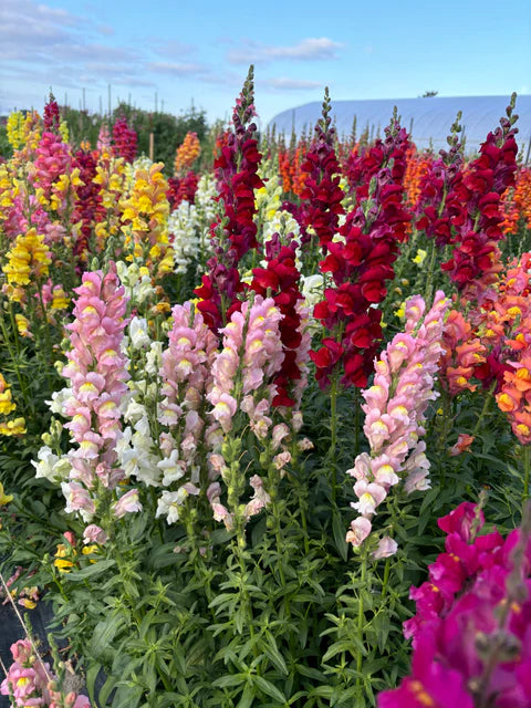 Snapdragon - Rainbow Mix