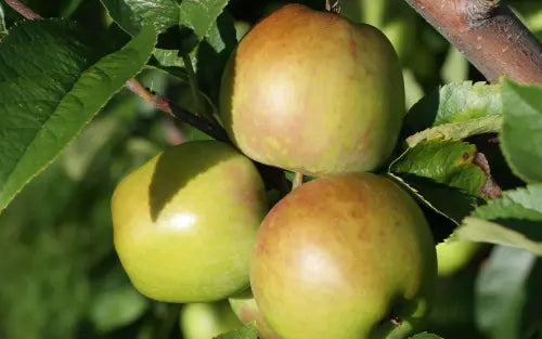 Apple - Malus 'Newtown Pippin'