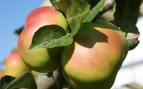 Apple - Malus 'Bramley's'