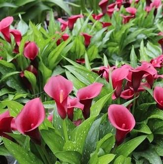 Zantedeschia 'Captain Royal Valenti'