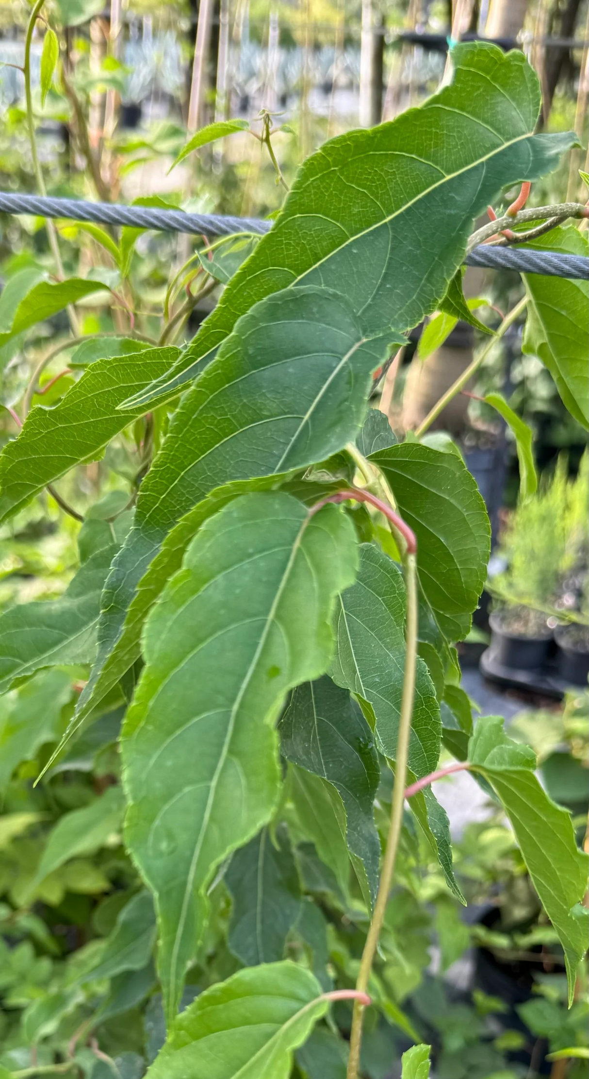 Actinidia chinensis 'Tomuri'