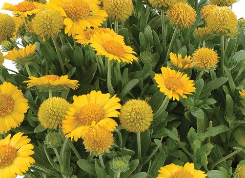 Gaillardia 'Gusto Lemon'