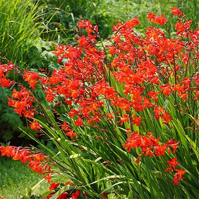 Crocosmia 'Red King'