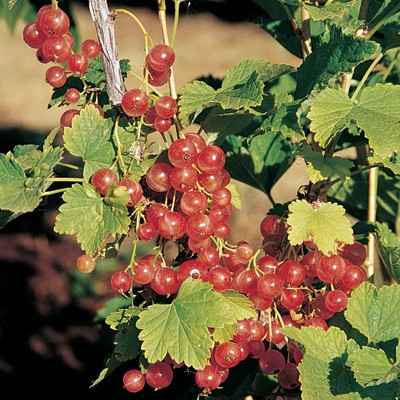Ribes spicatum 'Gloire Des Sablons' - Pink