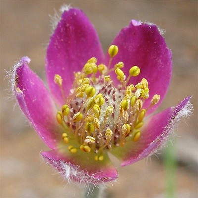 Anemone multifida 'Rubra'