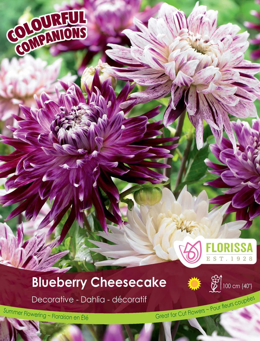 Dahlia Blueberry Cheesecake (Colourful Companion)