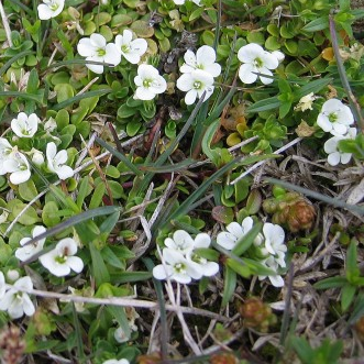 Veronica repens