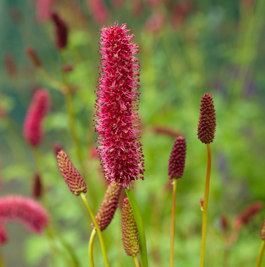 Sanguisorbia menziezii