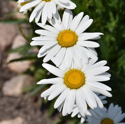 Leucanthemum 'Silver Princess'