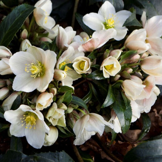 Helleborus x ericsmithii 'HGC Joker'