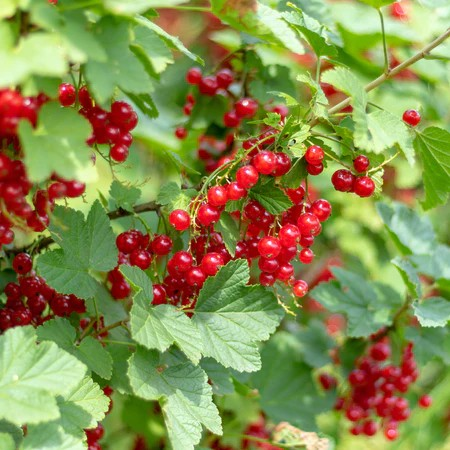Ribes spicatum 'Cherry Red'