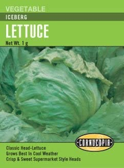 Lettuce - Iceberg