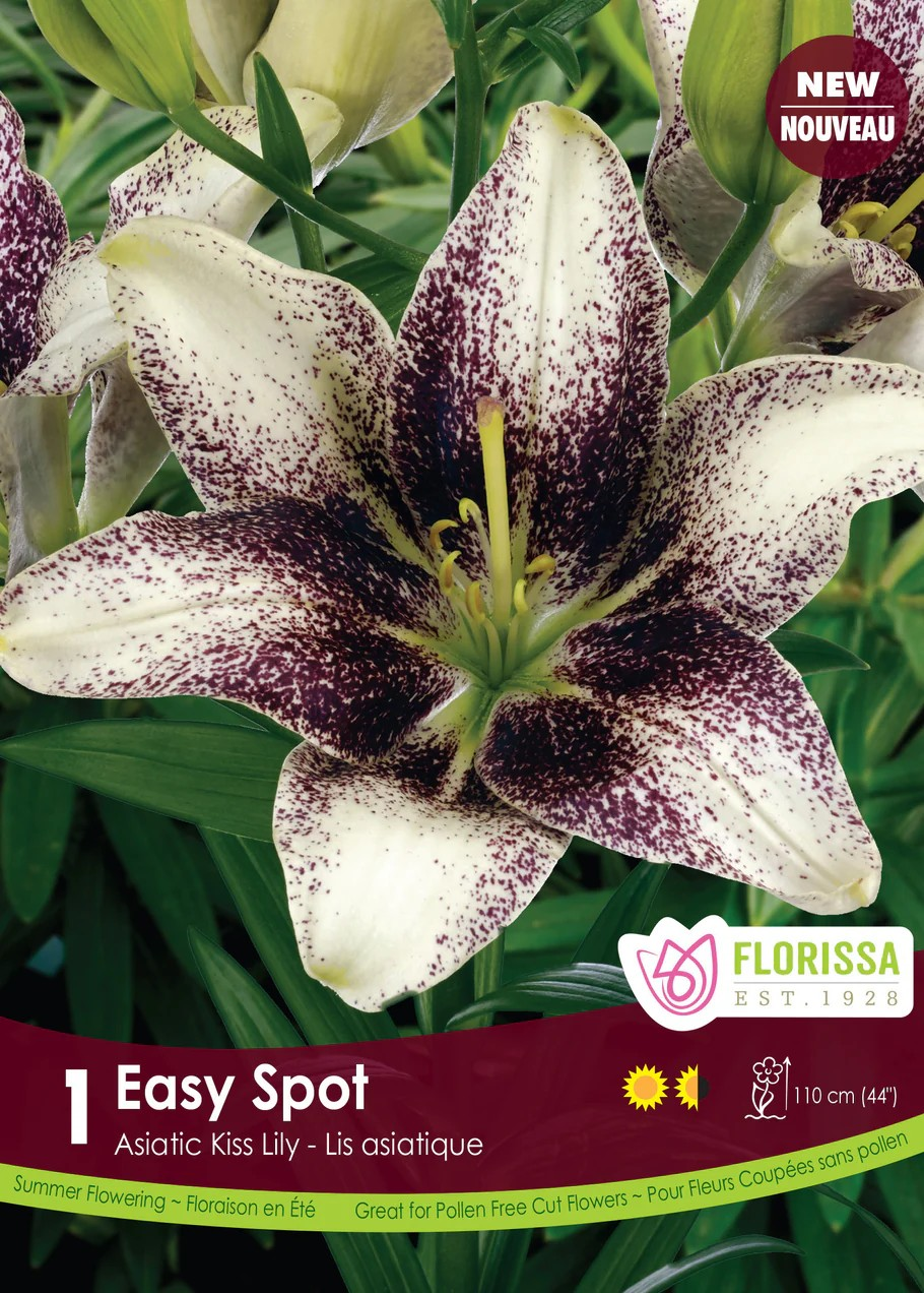 Lilium asiatic 'Kiss Easy Spot'