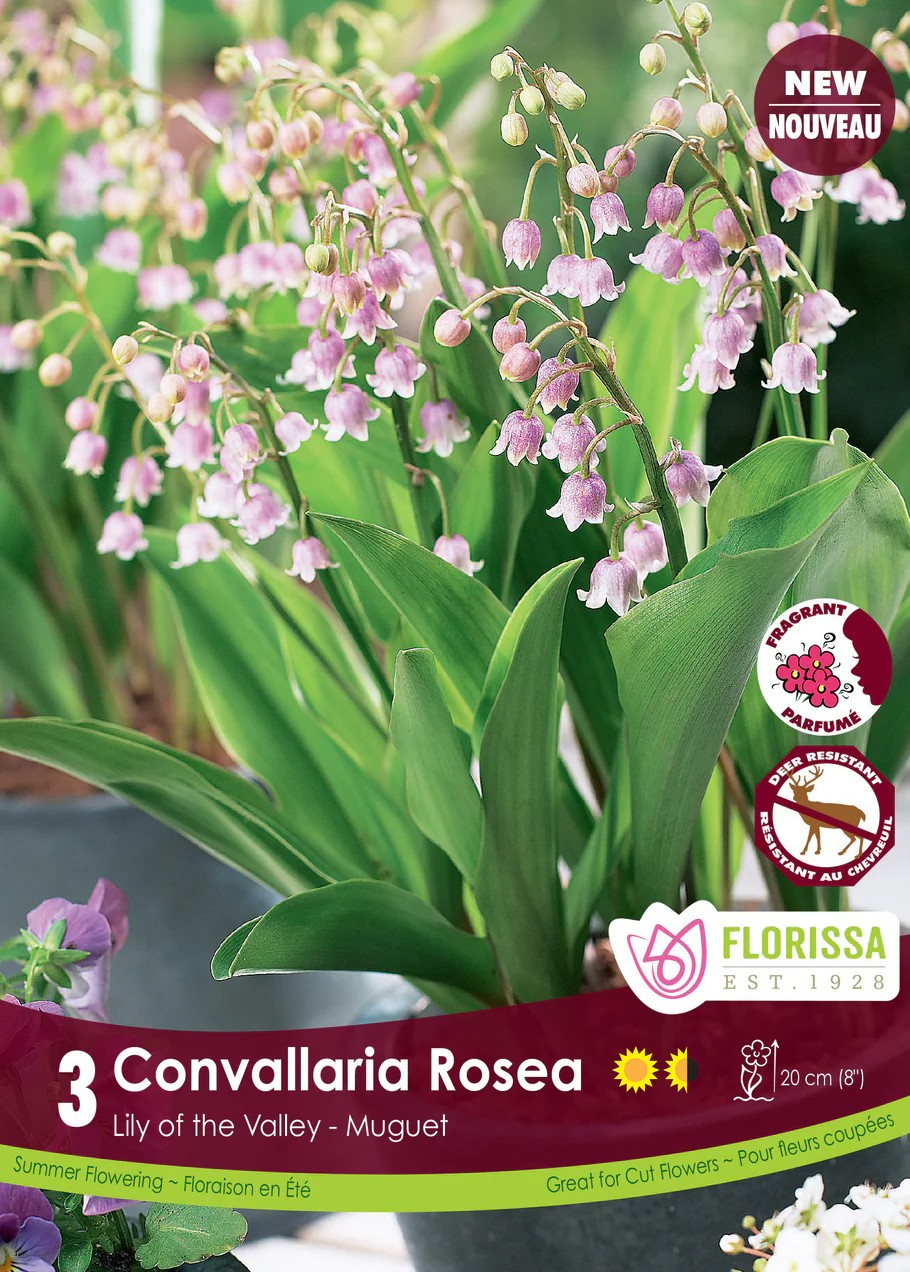 Convallaria 'Rosea'