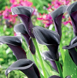 Zantedeschia 'Captain Odessa'