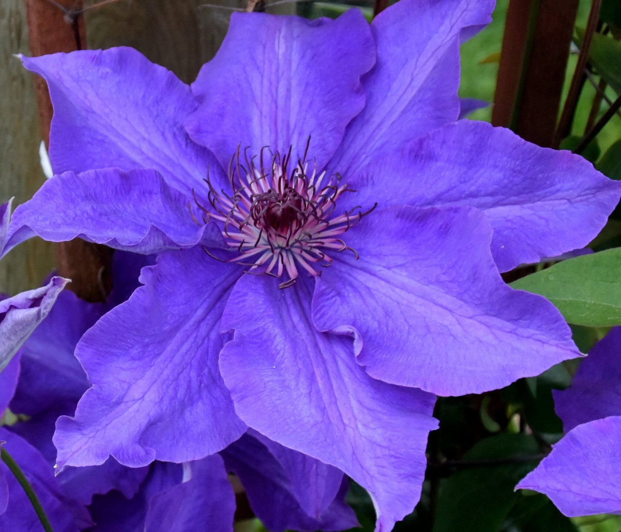 Clematis-Vancouver Purple Tide Sel