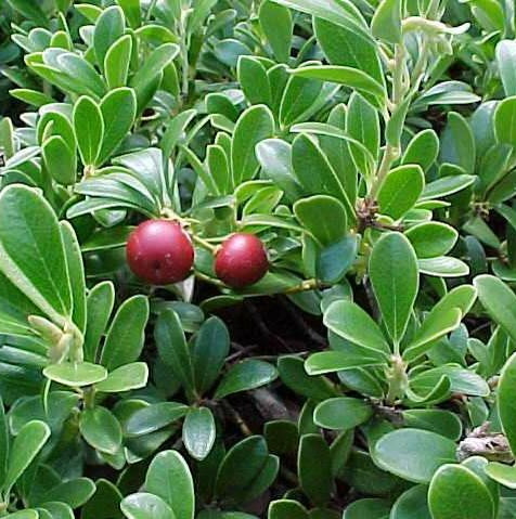 Arctostaphylos uva-ursi 'Massachusetts'