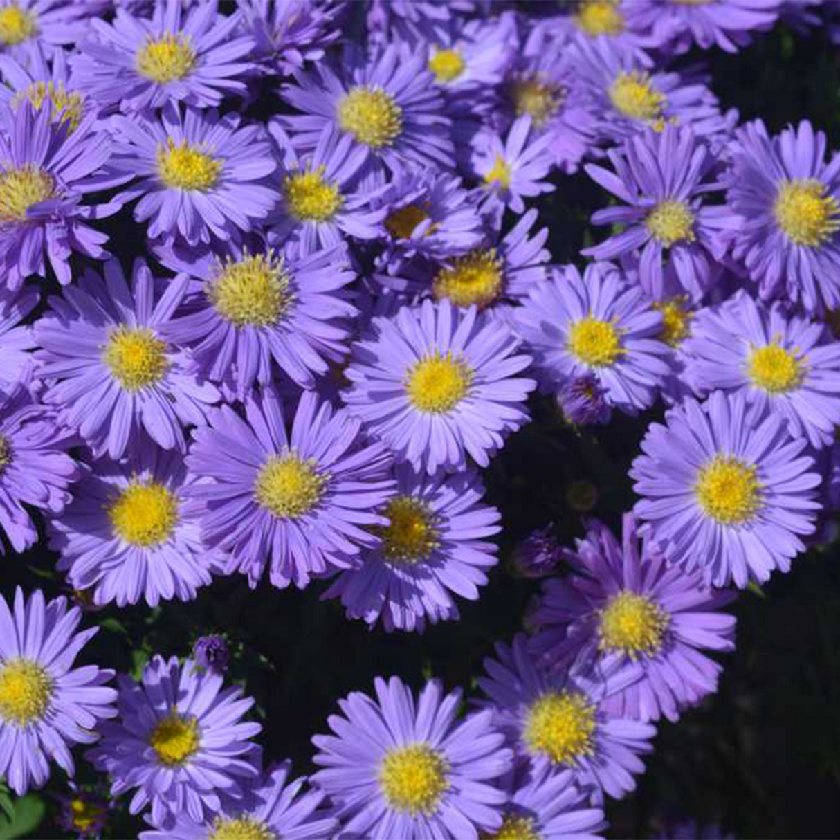 Aster 'Kickin Sapphire'