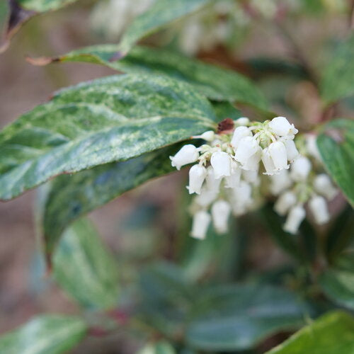 Leucothoe 'Paisley Pup'