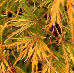 Acer palmatum dissectum 'Flavescens'