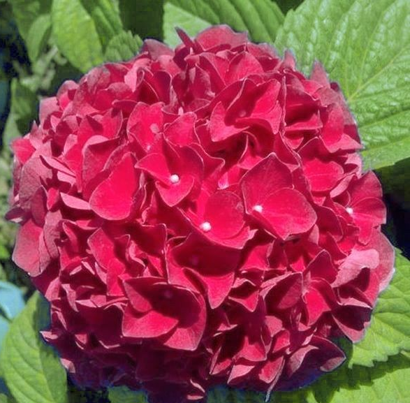 Hydrangea macrophylla 'Everlasting Crimson'