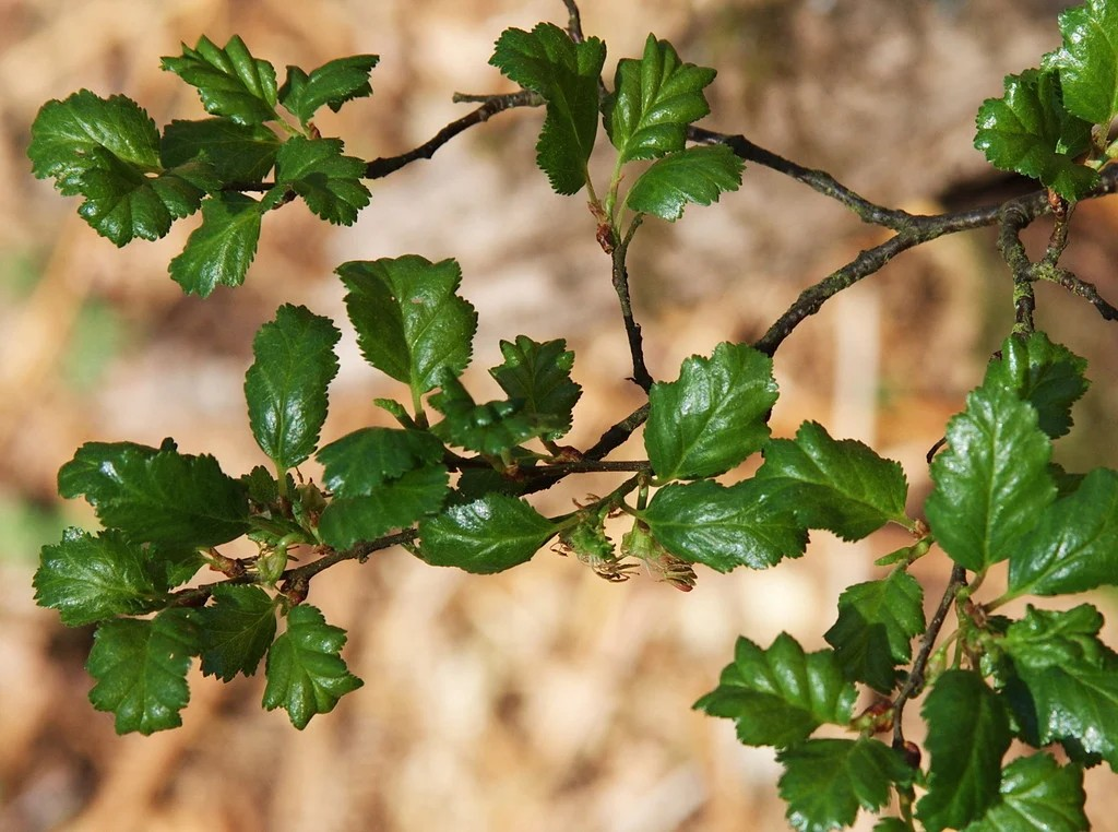 Nothofagus Antarctica