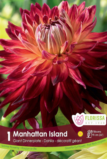 Dahlia Dinnerplate Manhattan Island