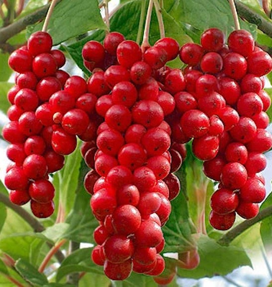 Schisandra chinensis 'Eastern Prince'