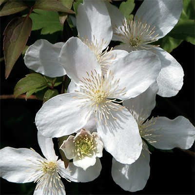 Clematis montana 'Grandiflora'