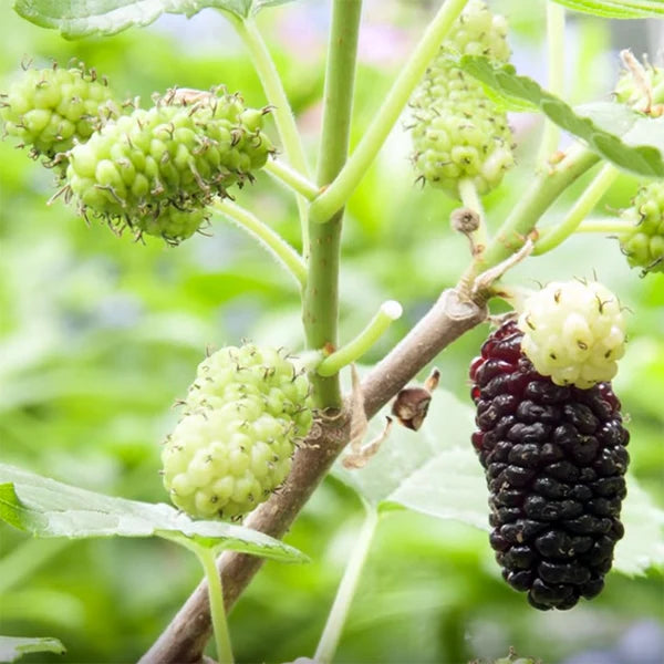 Mulberry - Morus nigra 'Dwarf Everbearing'