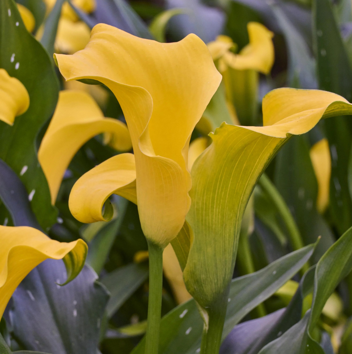 Zantedeschia 'Captain Dynamo'