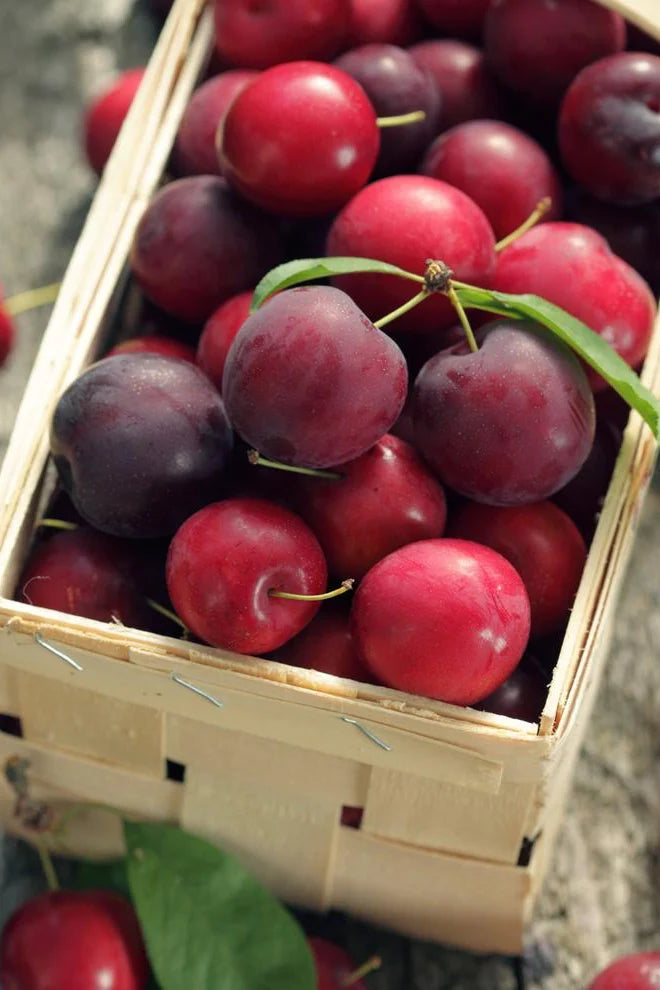 Plum - Prunus Salicina 'Nadia'