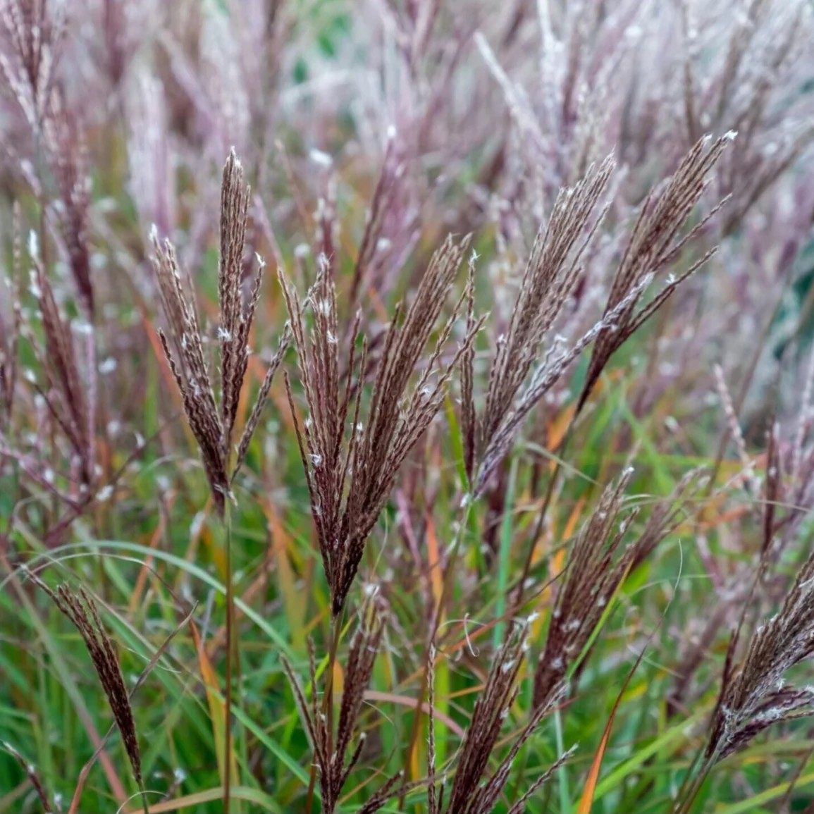 Miscanthus 'Cute one'