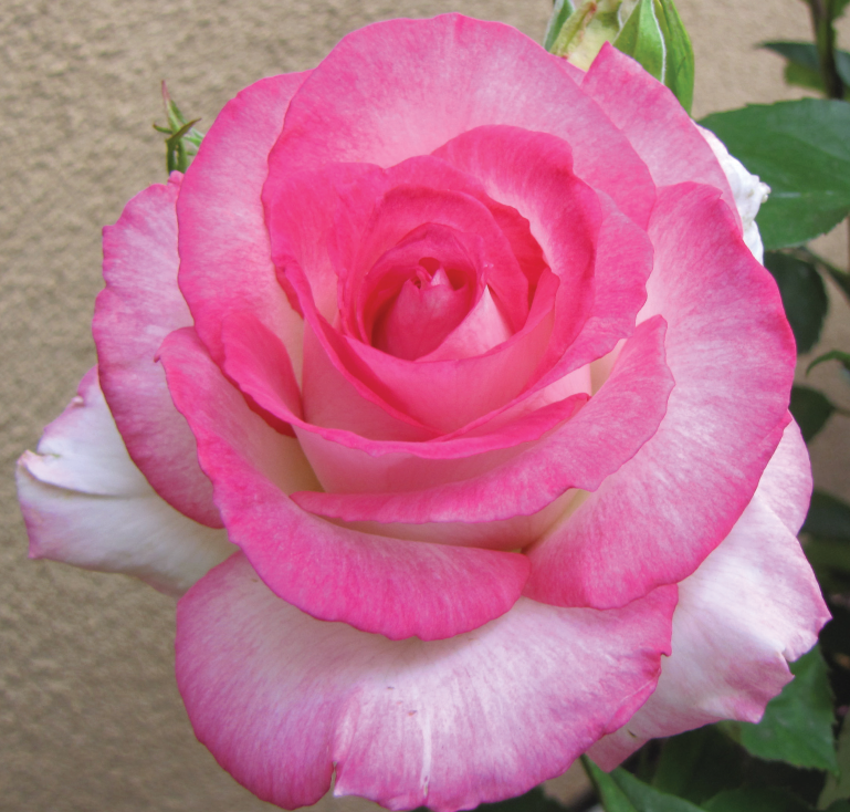 Rosa 'Angelic Veil'