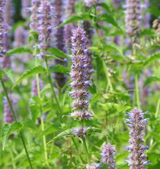 Agastache - Licorice Mint