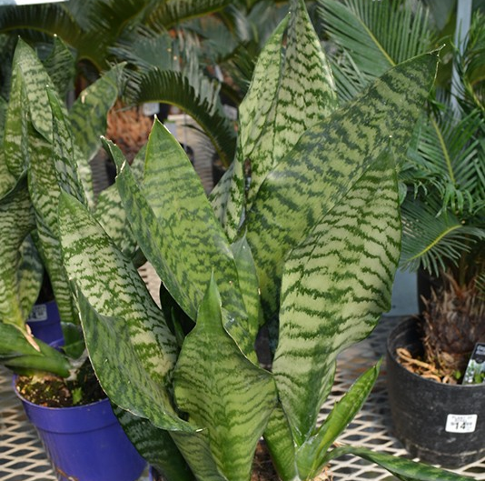 Sansevieria trifasciata 'Futura Green'