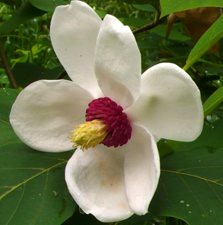 Magnolia seiboldii 'Colossus'