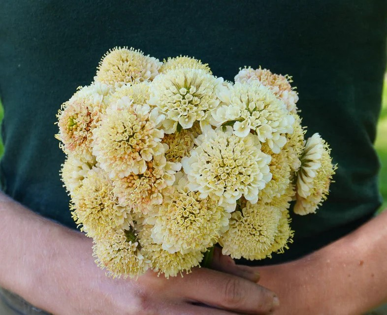 Scabiosa - Fata Morgana