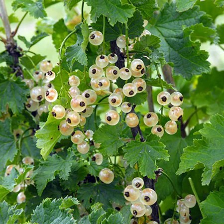 Ribes spicatum 'Bar-le-duc' - White