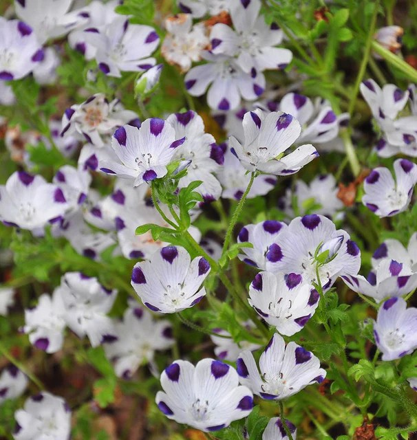 Nemophila - Five Spot