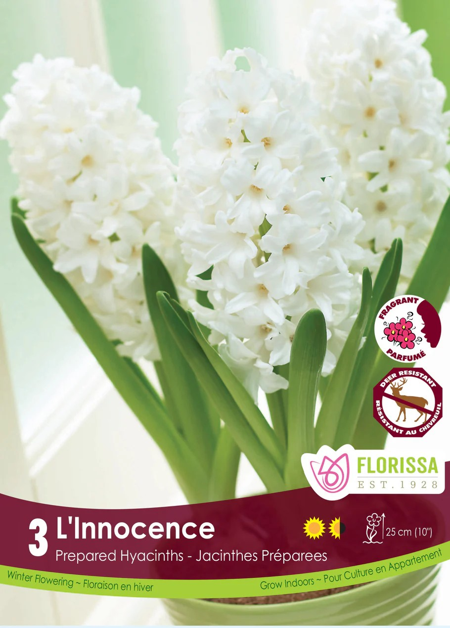 Hyacinth 'L'Innocence'