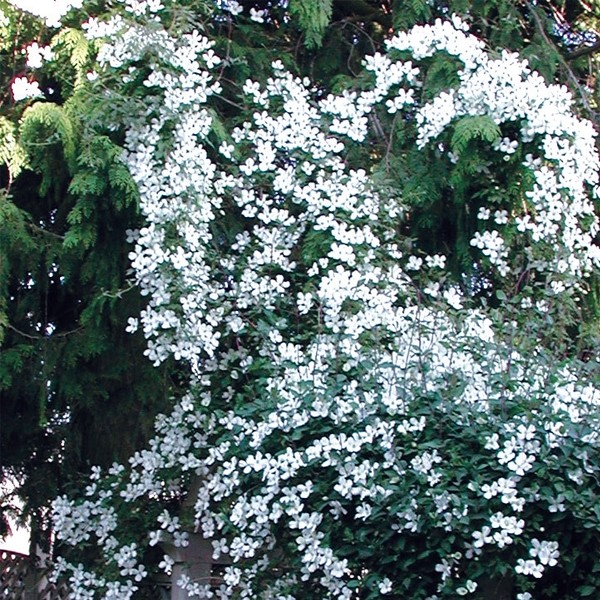 Clematis 'Chrysocoma Sericea'