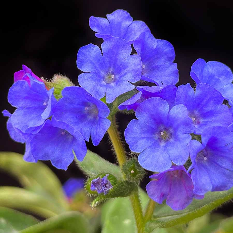 Pulmonaria 'Nova Cobalt'