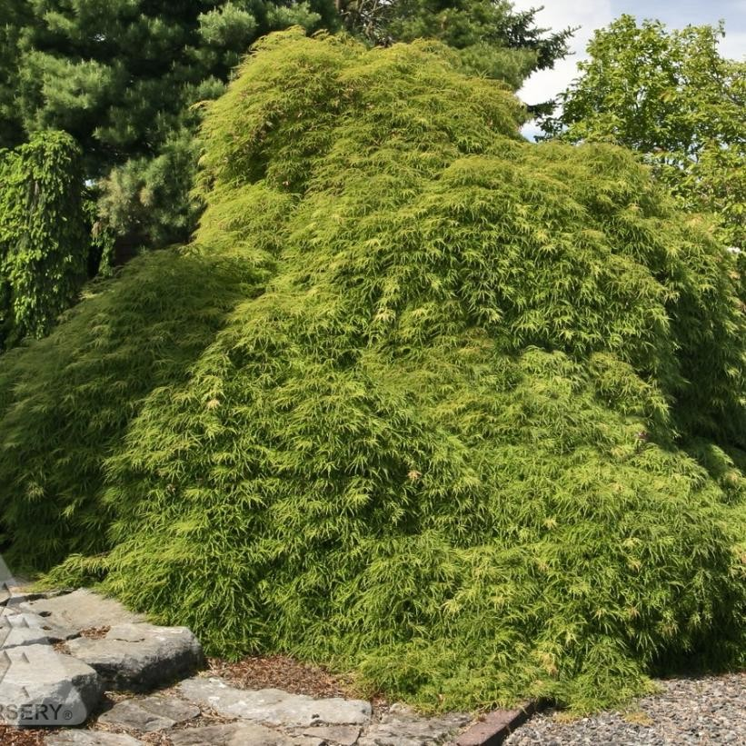 Acer palmatum dissectum 'Viridis'