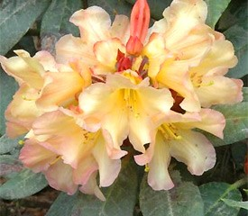 Rhododendron 'Buttermint'